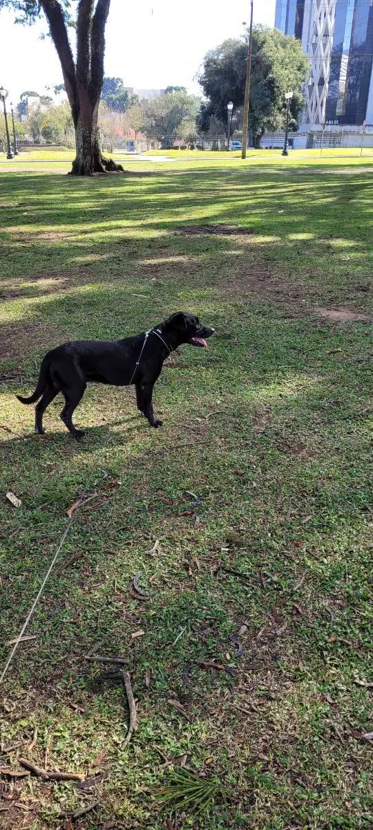 Cachorro ra a SRD idade 2 anos nome Bud