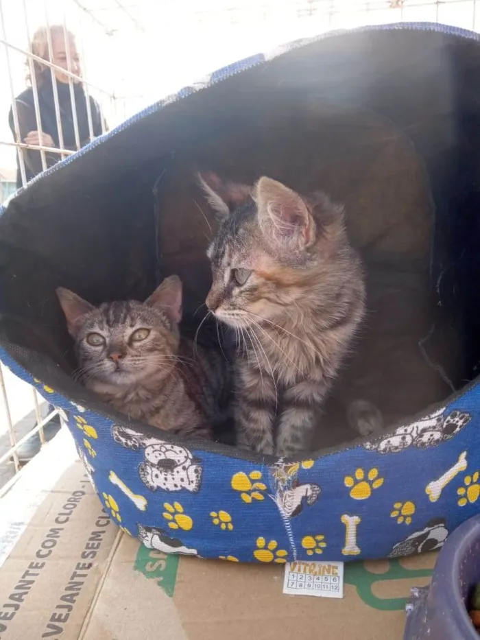 Gato ra a Srd idade 2 a 6 meses nome Mari&Juju
