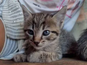 Gato raça RND idade 2 a 6 meses nome Sem nome 