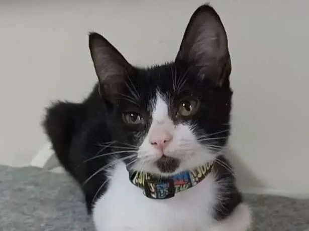 Gato raça Srd idade 2 a 6 meses nome Bethânia 