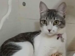 Gato raça Srd idade 7 a 11 meses nome Baby