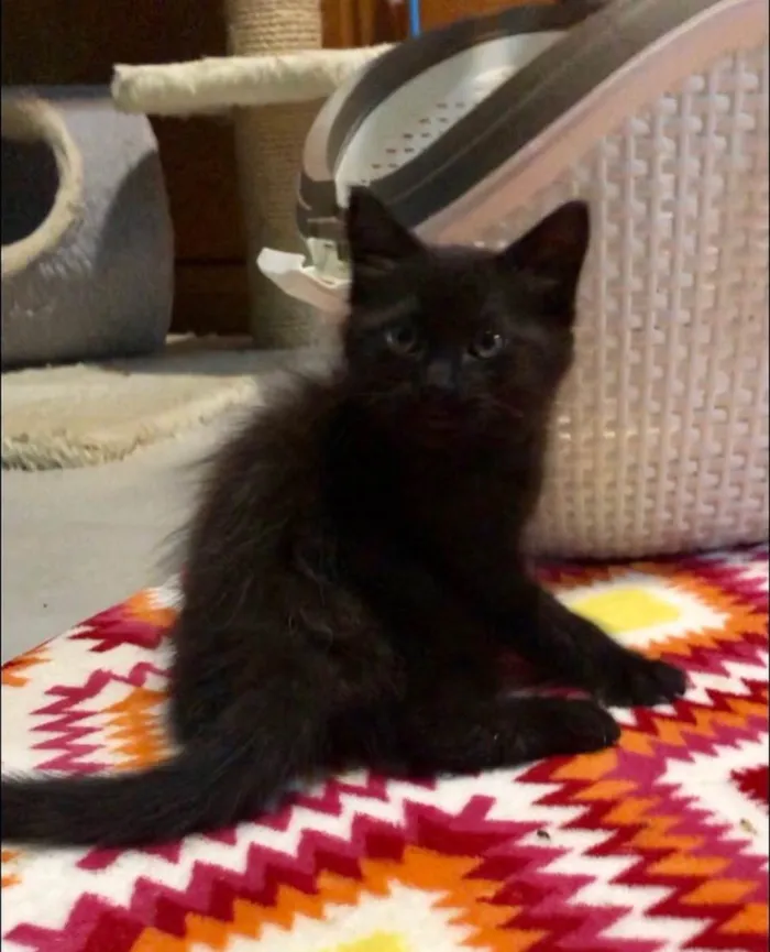 Gato ra a Srd idade 2 a 6 meses nome Candido&Georgina
