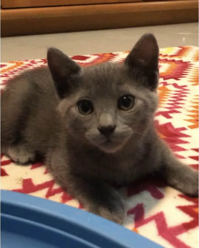 Gato ra a Srd idade 2 a 6 meses nome Candido&Georgina