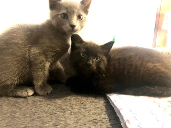 Gato ra a Srd idade 2 a 6 meses nome Candido&Georgina