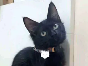 Gato raça Srd idade 2 a 6 meses nome Pietra