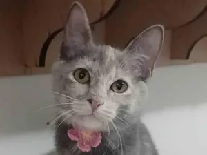 Gato raça Srd idade 2 a 6 meses nome Mistica
