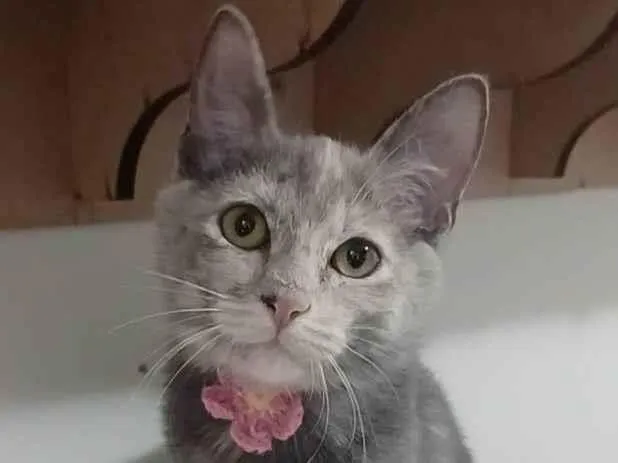Gato ra a Srd idade 2 a 6 meses nome Mistica