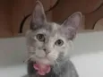 Mistica