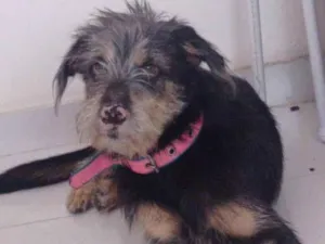 Cachorro raça Vira-Lata idade 7 a 11 meses nome Gamora