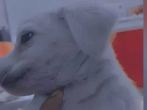 Cachorro raça Labrador idade Abaixo de 2 meses nome Ainda estou sem nome