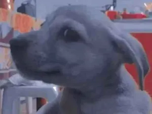 Cachorro raça Labrador idade Abaixo de 2 meses nome Sem nome