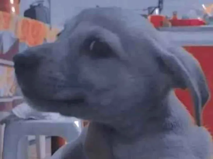 Cachorro ra a Labrador idade Abaixo de 2 meses nome Sem nome