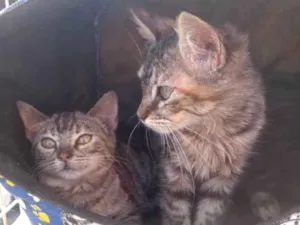 Gato raça Srd idade 2 a 6 meses nome Mari&Juju