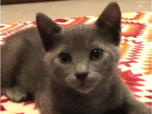 Gato raça Srd idade 2 a 6 meses nome Candido&Georgina