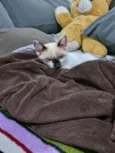 Bernado