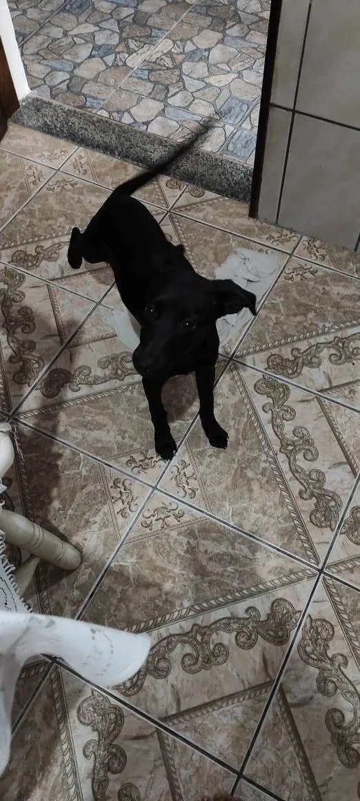 Cachorro raça Sem raça definida idade 2 a 6 meses nome Princesa 
