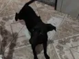 Princesa 