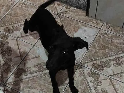 Cachorro raça Sem raça definida idade 2 a 6 meses nome Princesa 