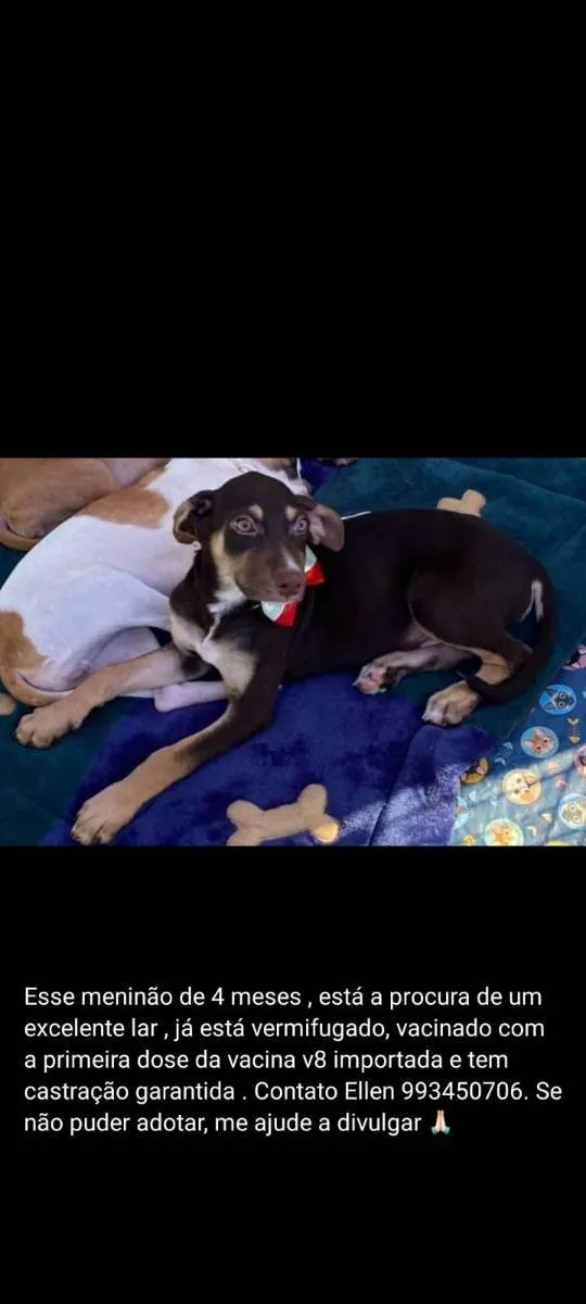 Cachorro ra a SRD idade 2 a 6 meses nome Filhote 4 meses 
