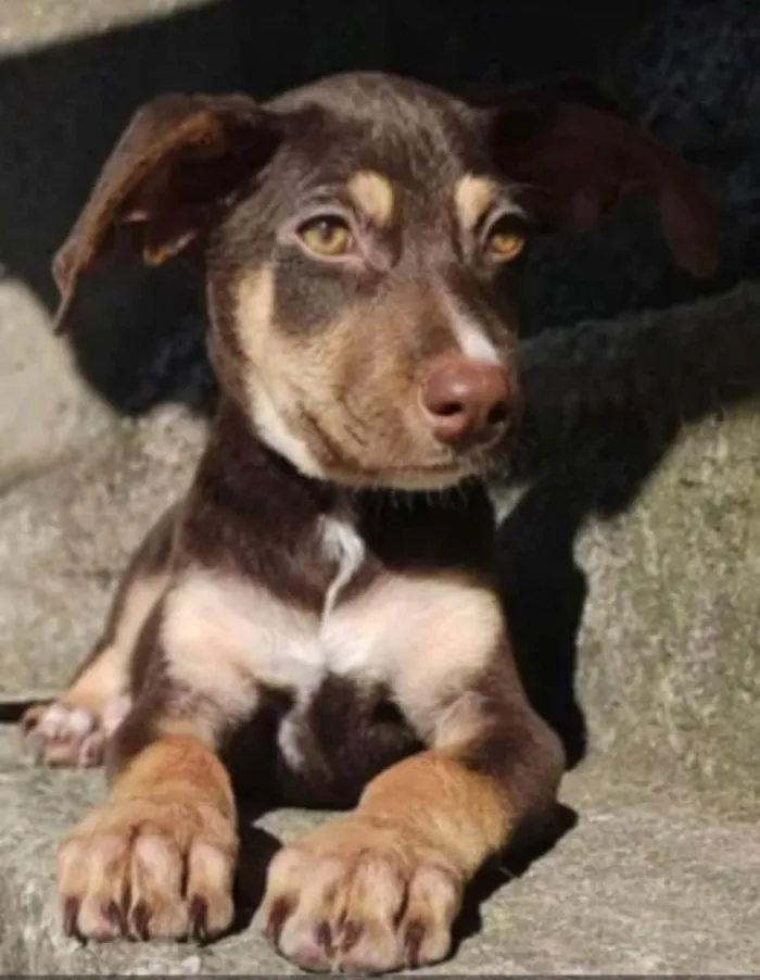 Cachorro ra a SRD idade 2 a 6 meses nome Filhote 4 meses 