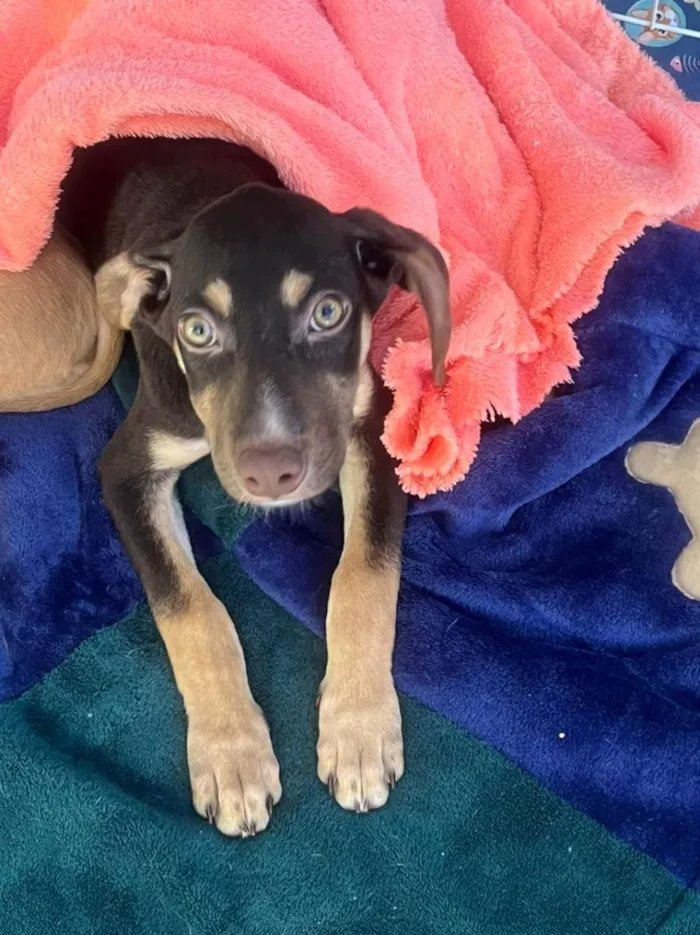 Cachorro ra a SRD idade 2 a 6 meses nome Filhote 4 meses 
