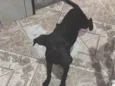 Princesa 