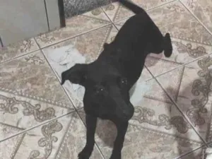 Cachorro raça Sem raça definida idade 2 a 6 meses nome Princesa 