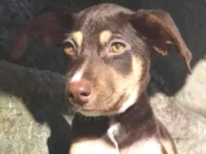 Cachorro raça SRD idade 2 a 6 meses nome Filhote 4 meses 