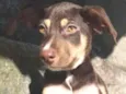 Filhote 4 meses