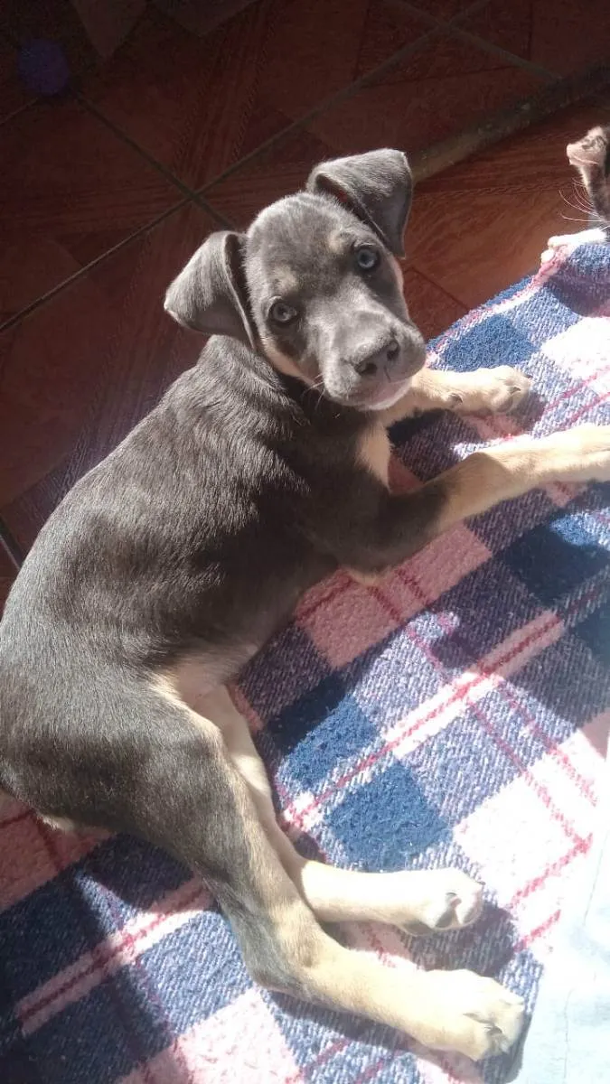 Cachorro ra a Vila lata com Pitbull  idade 2 a 6 meses nome Zoe
