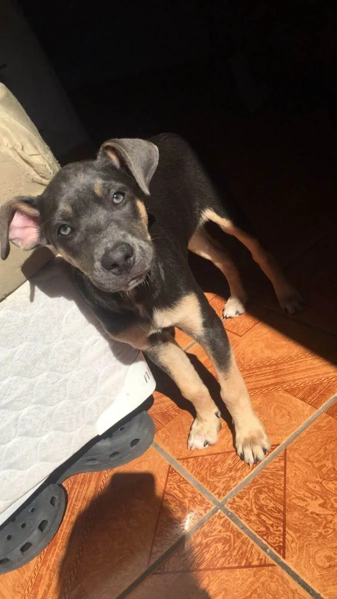 Cachorro ra a Vila lata com Pitbull  idade 2 a 6 meses nome Zoe