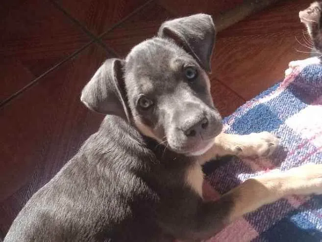Cachorro ra a Vila lata com Pitbull  idade 2 a 6 meses nome Zoe