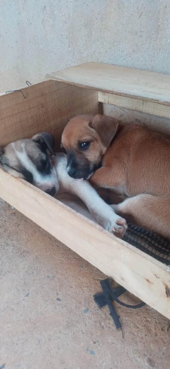 Cachorro ra a Sem Raça Definida idade 2 a 6 meses nome Cosmo e Wanda