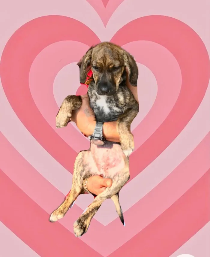 Cachorro raça Srd idade 2 a 6 meses nome Nina linda bb3meses 