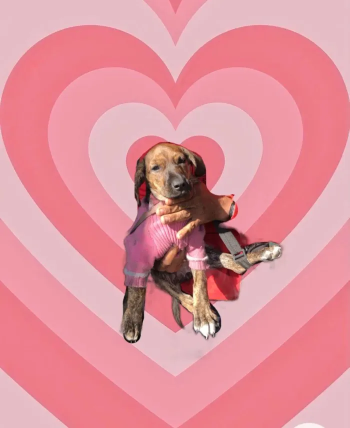 Cachorro raça Srd idade 2 a 6 meses nome Nina linda bb3meses 