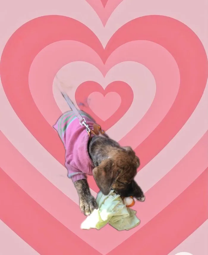 Cachorro raça Srd idade 2 a 6 meses nome Nina linda bb3meses 