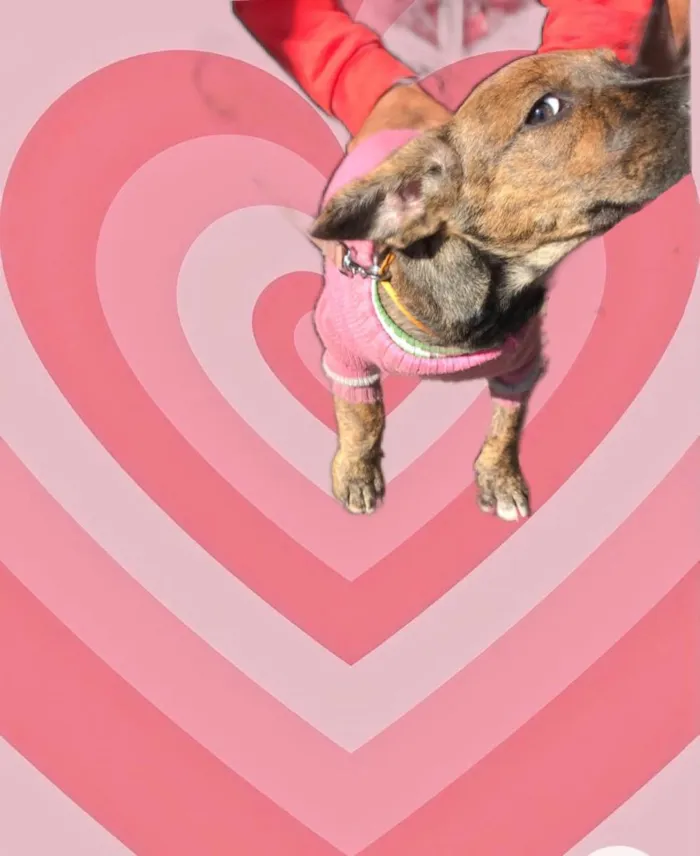 Cachorro raça Srd idade 2 a 6 meses nome Nina linda bb3meses 