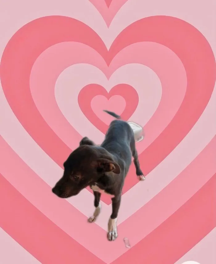 Cachorro raça Srd idade 2 a 6 meses nome Leo bb5meses 