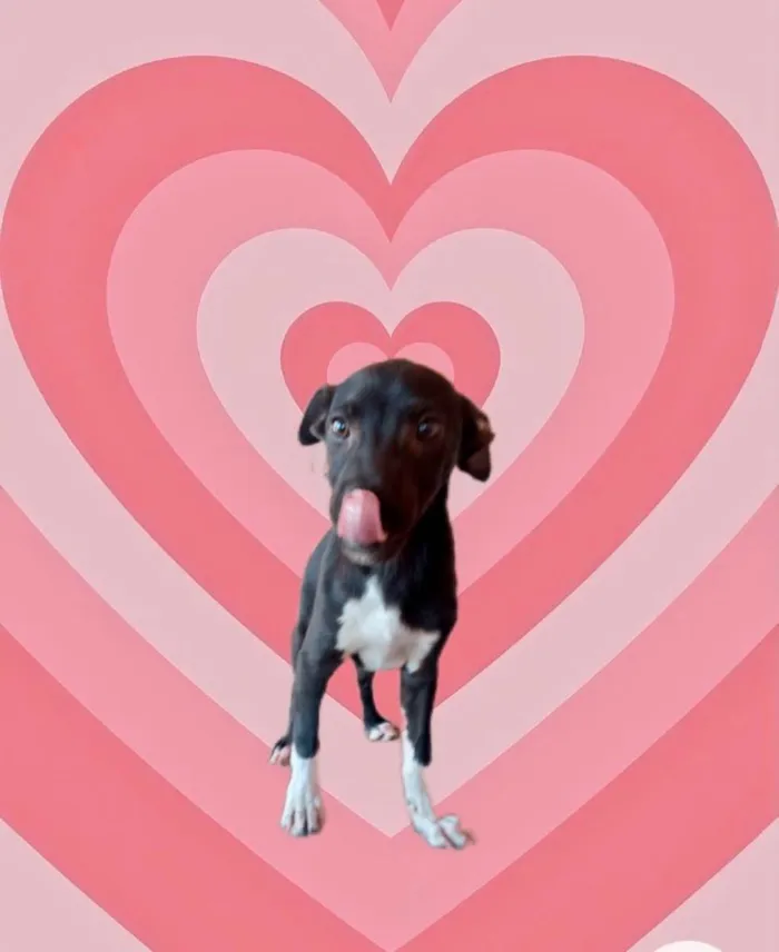 Cachorro raça Srd idade 2 a 6 meses nome Leo bb5meses 