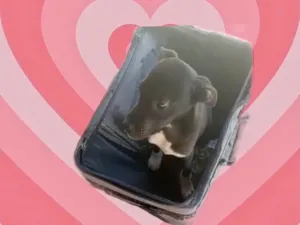 Cachorro raça Srd idade 2 a 6 meses nome Leo bb5meses 