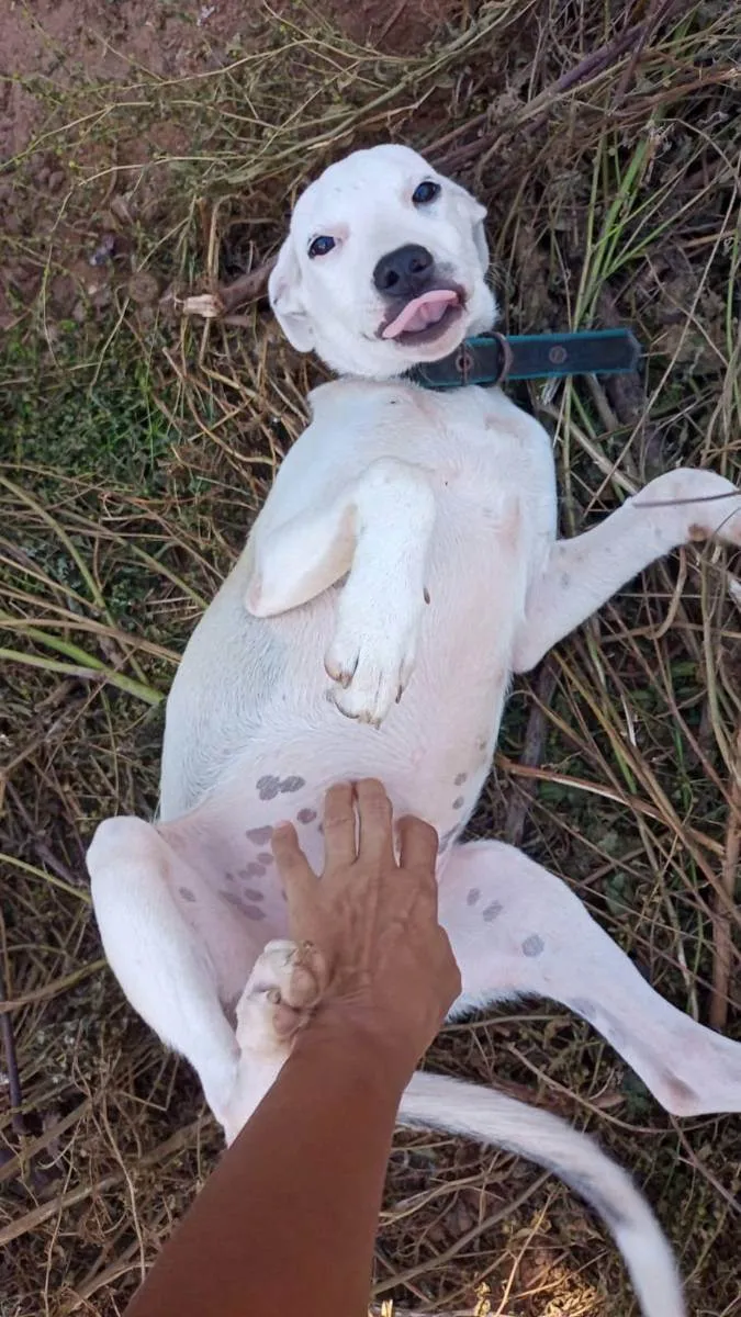 Cachorro ra a Srd idade 2 a 6 meses nome LILICA