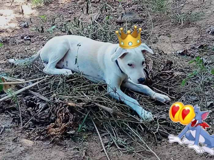 Cachorro ra a Srd idade 2 a 6 meses nome LILICA