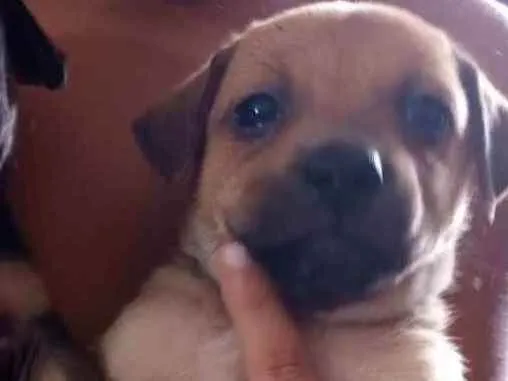 Cachorro ra a SDR idade Abaixo de 2 meses nome Bebê Mila