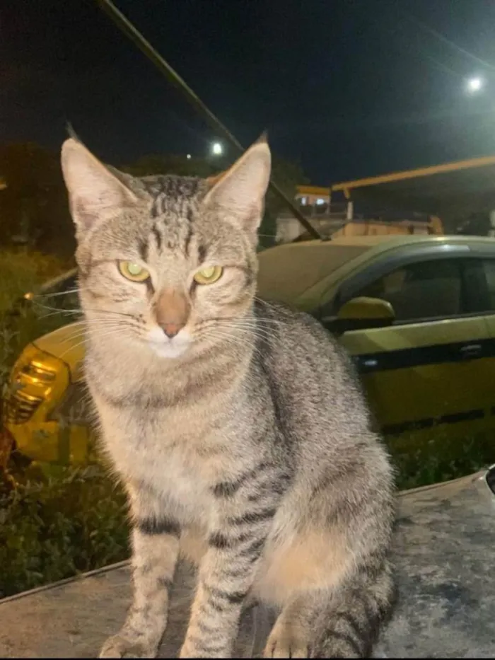 Gato ra a SRD idade 1 ano nome Miguel