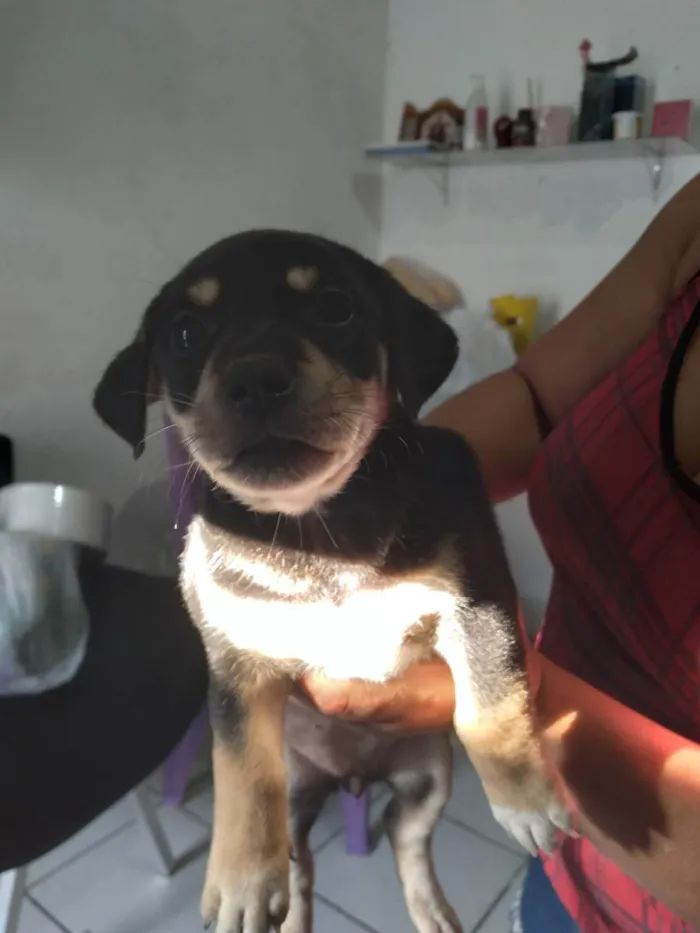 Cachorro ra a Vira lata idade Abaixo de 2 meses nome ...