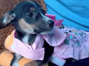 Cachorro raça Srd idade 2 a 6 meses nome Meg