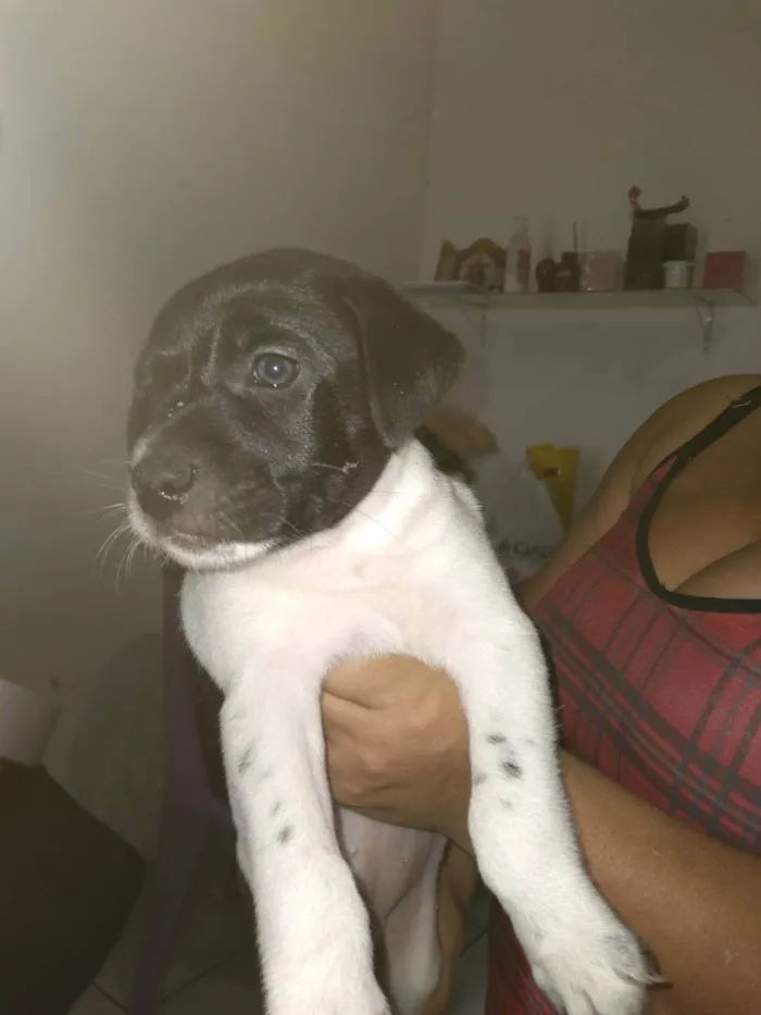 Cachorro ra a Vira lata idade Abaixo de 2 meses nome ...