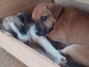 Cachorro raça Sem Raça Definida idade 2 a 6 meses nome Cosmo e Wanda