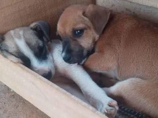 Cachorro ra a Sem Raça Definida idade 2 a 6 meses nome Cosmo e Wanda