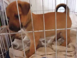Cachorro raça SDR idade Abaixo de 2 meses nome Bebê Mila